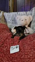 S-6, a male Yorkshire Terrier for sale in El Dorado, KS – Photo 1 of 3