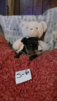 S-6, a male Yorkshire Terrier for sale in El Dorado, KS – Photo 3 of 3