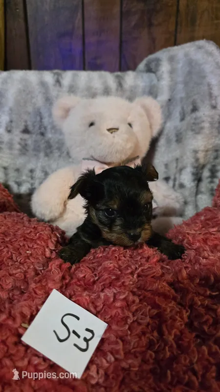 S-3, a female Yorkshire Terrier for sale in El Dorado, KS – Photo 1 of 3