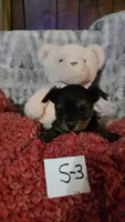 S-3, a female Yorkshire Terrier for sale in El Dorado, KS – Photo 2 of 3