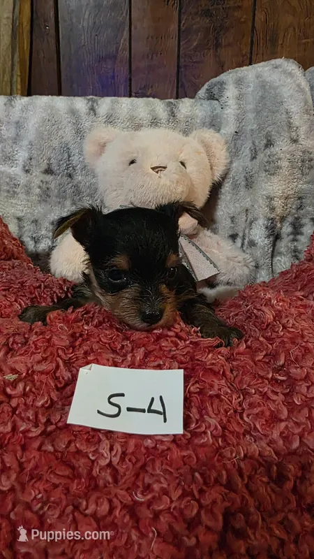 S-4, a male Yorkshire Terrier for sale in El Dorado, KS – Photo 1 of 3