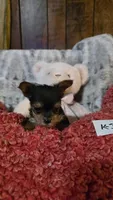 K-3, a female Yorkshire Terrier for sale in El Dorado, KS – Photo 1 of 2