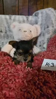K-3, a female Yorkshire Terrier for sale in El Dorado, KS – Photo 2 of 2