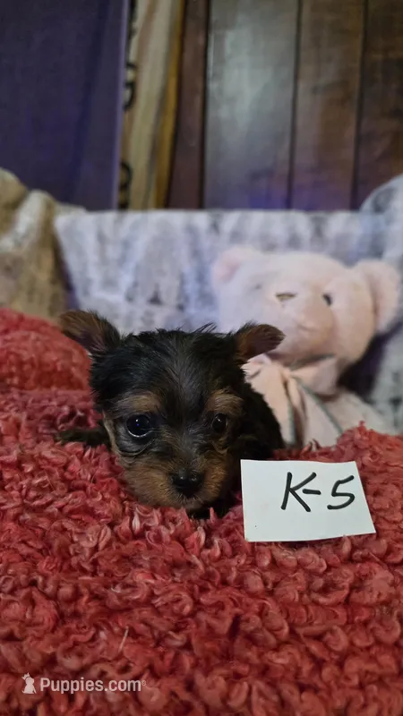 K-5, a male Yorkshire Terrier for sale in El Dorado, KS – Photo 1 of 3