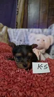 K-5, a male Yorkshire Terrier for sale in El Dorado, KS – Photo 1 of 3
