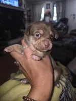 Lily, a female Rat Terrier and Chihuahua for sale in Morrisville, PA – 2 of 5