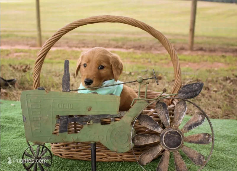 Green  – Golden Retriever puppy for sale in Danielsville, GA