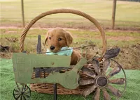 Green , a male Golden Retriever for sale in Danielsville, GA – 1 of 2