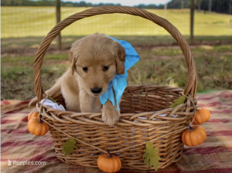 Light Blue – Golden Retriever puppy for sale in Danielsville, GA