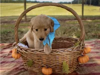 Light Blue, a female Golden Retriever for sale in Danielsville, GA – 1 of 1