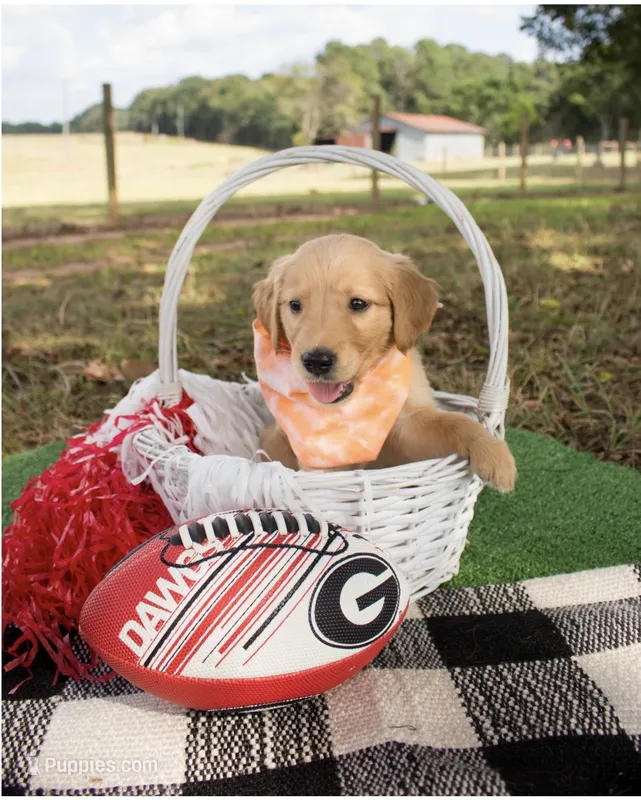 Orange AKC – Golden Retriever puppy for sale in Danielsville, GA