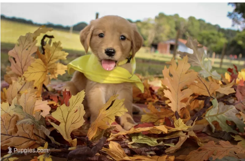 Yellow – Golden Retriever puppy for sale in Danielsville, GA