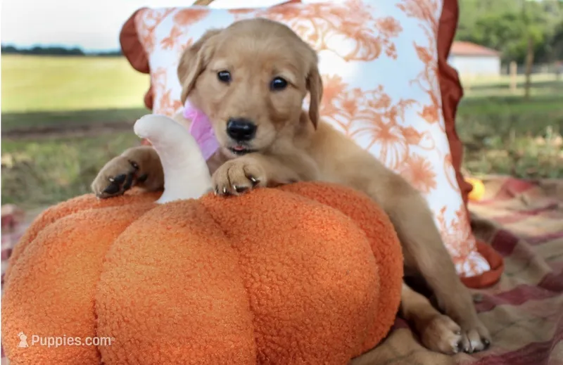 Pink – Golden Retriever puppy for sale in Danielsville, GA