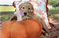 Pink, a female Golden Retriever for sale in Danielsville, GA – 1 of 1