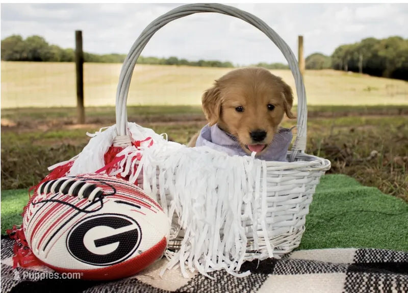 Grey  – Golden Retriever puppy for sale in Danielsville, GA