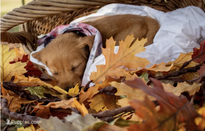 Pink/black – Golden Retriever puppy for sale in Danielsville, GA