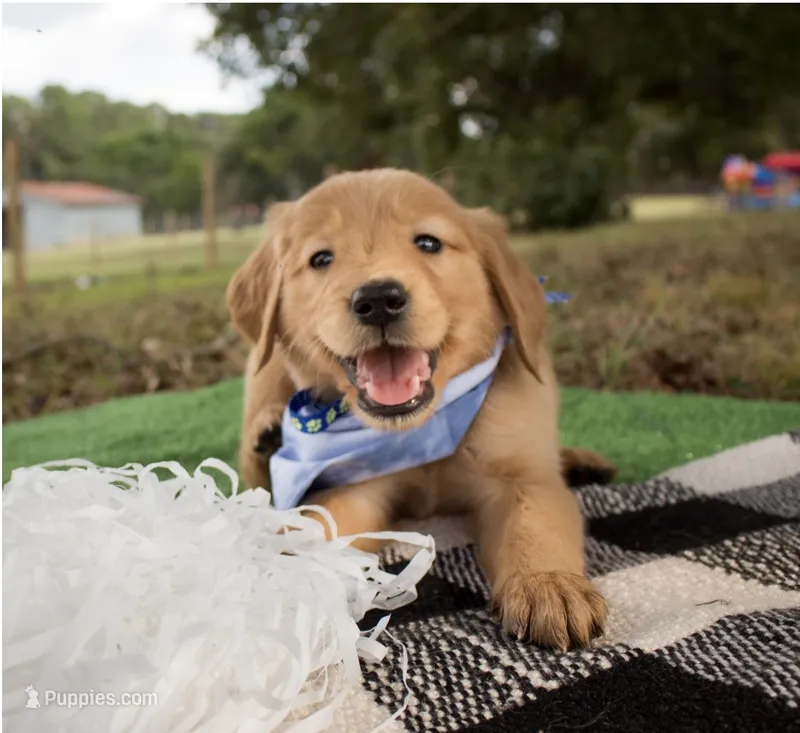 Dark Blue – Golden Retriever puppy for sale in Danielsville, GA