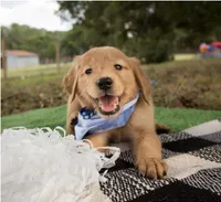 Dark Blue, a male Golden Retriever for sale in Danielsville, GA – 1 of 1