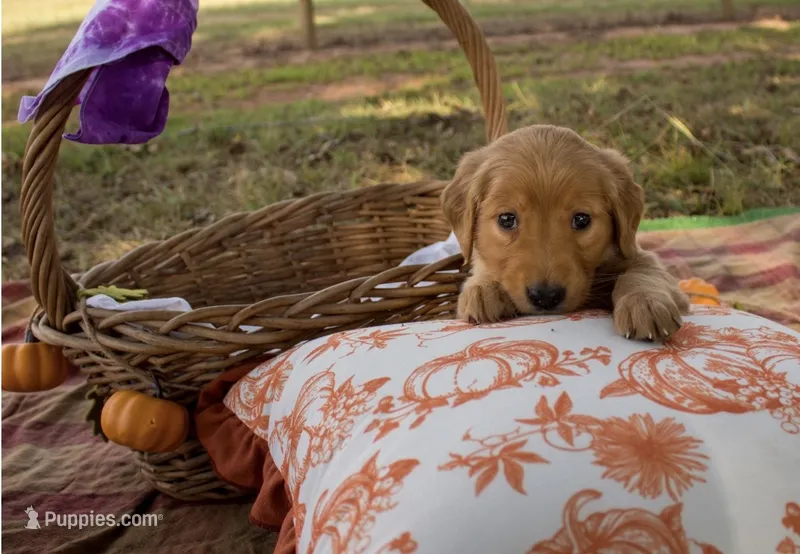 Purple – Golden Retriever puppy for sale in Danielsville, GA