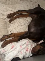 Ariel, a female Doberman Pinscher for sale in Santa Clarita, CA – 3 of 7