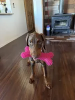 Ariel, a female Doberman Pinscher for sale in Santa Clarita, CA – 4 of 7