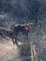 Ariel, a female Doberman Pinscher for sale in Santa Clarita, CA – 5 of 7