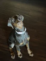 Ariel, a female Doberman Pinscher for sale in Santa Clarita, CA – 2 of 7