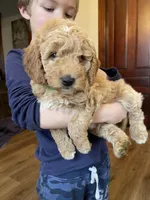 Honeymaran (Honey) , a female Miniature Goldendoodle for sale in Xenia, OH – Photo 3 of 4