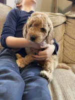 Honeymaran (Honey) , a female Miniature Goldendoodle for sale in Xenia, OH – Photo 4 of 4