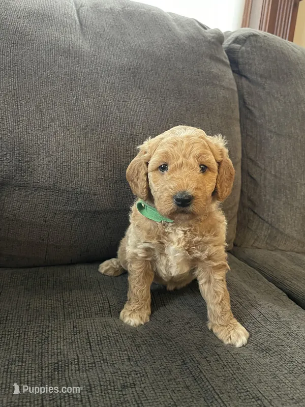 Honeymaran (Honey) , a female Miniature Goldendoodle for sale in Xenia, OH – Photo 1 of 2