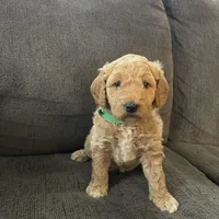 Honeymaran (Honey) , a female Miniature Goldendoodle for sale in Xenia, OH – Photo 1 of 4