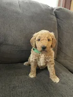 Honeymaran (Honey) , a female Miniature Goldendoodle for sale in Xenia, OH – Photo 1 of 2
