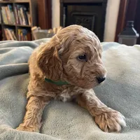 Honeymaran (Honey) , a female Miniature Goldendoodle for sale in Xenia, OH – Photo 2 of 4