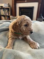 Honeymaran (Honey) , a female Miniature Goldendoodle for sale in Xenia, OH – Photo 2 of 2