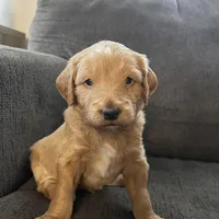 Olaf, a male Miniature Goldendoodle for sale in Xenia, OH – Photo 1 of 6