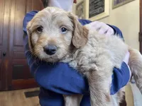 Olaf, a male Miniature Goldendoodle for sale in Xenia, OH – Photo 6 of 6