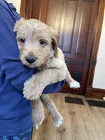 Olaf, a male Miniature Goldendoodle for sale in Xenia, OH – Photo 5 of 6