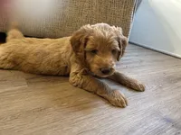 Olaf, a male Miniature Goldendoodle for sale in Xenia, OH – Photo 4 of 6