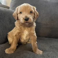 Olaf, a male Miniature Goldendoodle for sale in Xenia, OH – Photo 2 of 6