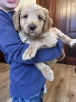 Olaf, a male Miniature Goldendoodle for sale in Xenia, OH – Photo 3 of 6