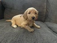 Elsa , a female Miniature Goldendoodle for sale in Xenia, OH – Photo 1 of 2