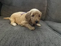 Elsa , a female Miniature Goldendoodle for sale in Xenia, OH – Photo 2 of 2