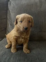 Ana , a female Miniature Goldendoodle for sale in Xenia, OH – Photo 2 of 3