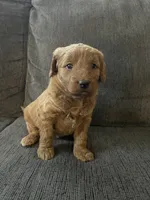 Ana , a female Miniature Goldendoodle for sale in Xenia, OH – Photo 3 of 3