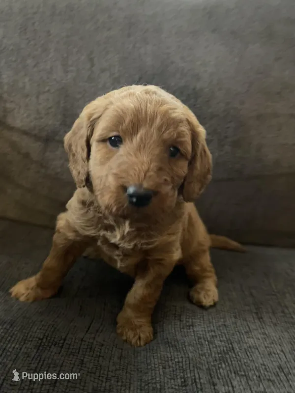Ana , a female Miniature Goldendoodle for sale in Xenia, OH – Photo 1 of 3