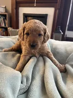 Sven , a male Miniature Goldendoodle for sale in Xenia, OH – Photo 2 of 2