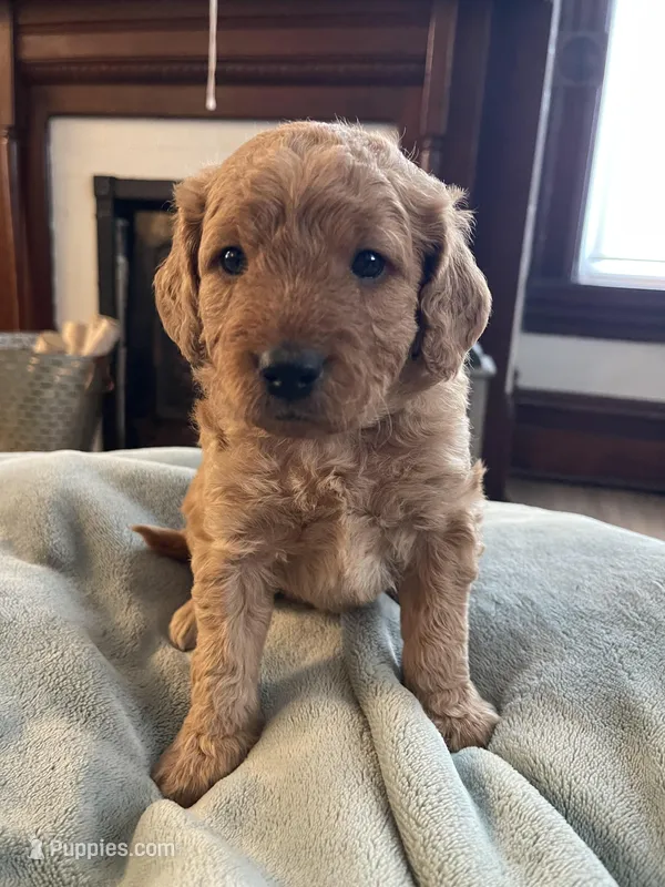 Sven , a male Miniature Goldendoodle for sale in Xenia, OH – Photo 1 of 2