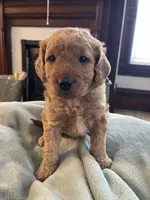 Sven , a male Miniature Goldendoodle for sale in Xenia, OH – Photo 1 of 2