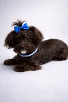 Benny, a male Yorkipoo and Yorkshire Terrier for sale in Wylie, TX – Photo 1 of 2