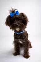 Benny, a male Yorkipoo and Yorkshire Terrier for sale in Wylie, TX – Photo 2 of 2